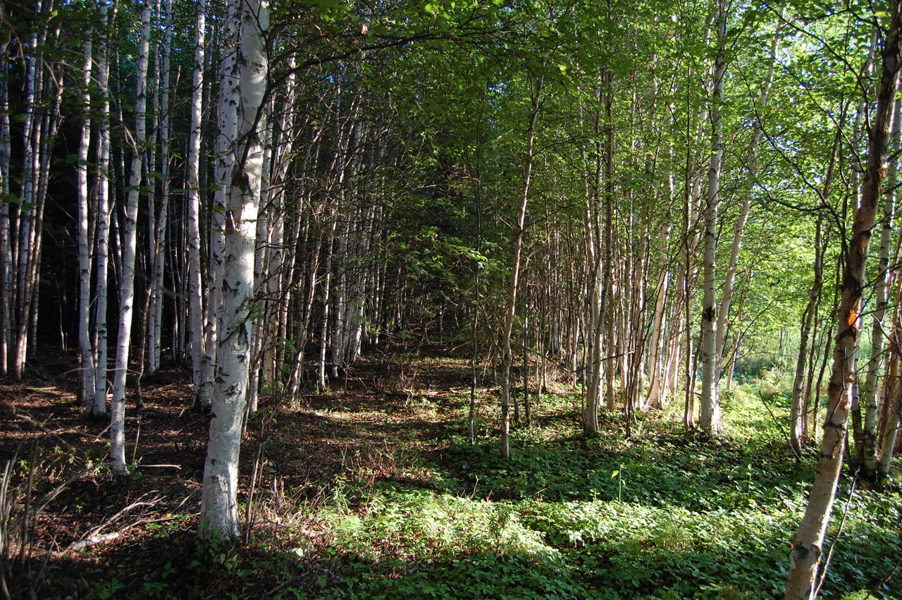 trees forest birch free photo