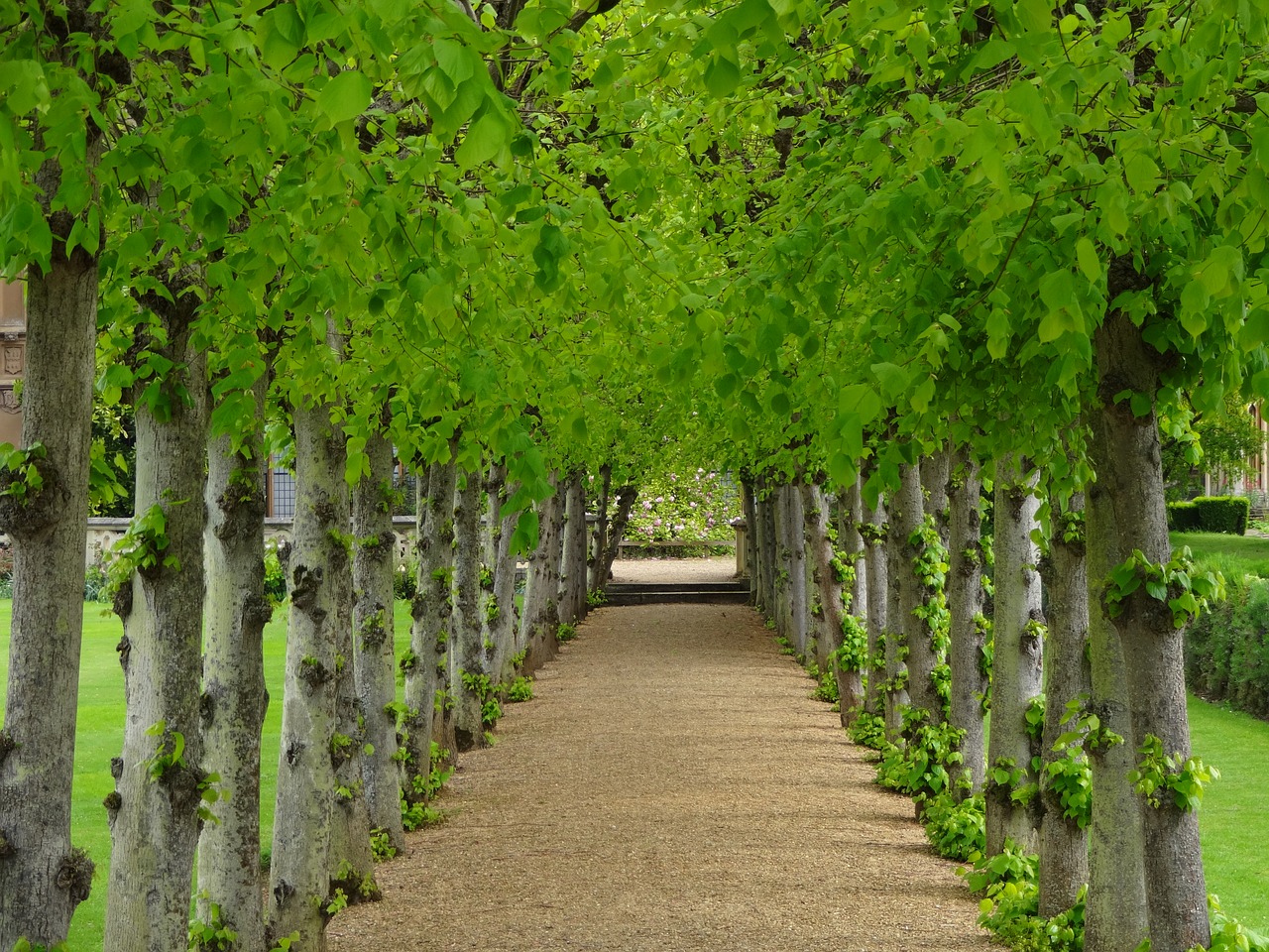 avenue of trees lime trees path between trees free photo