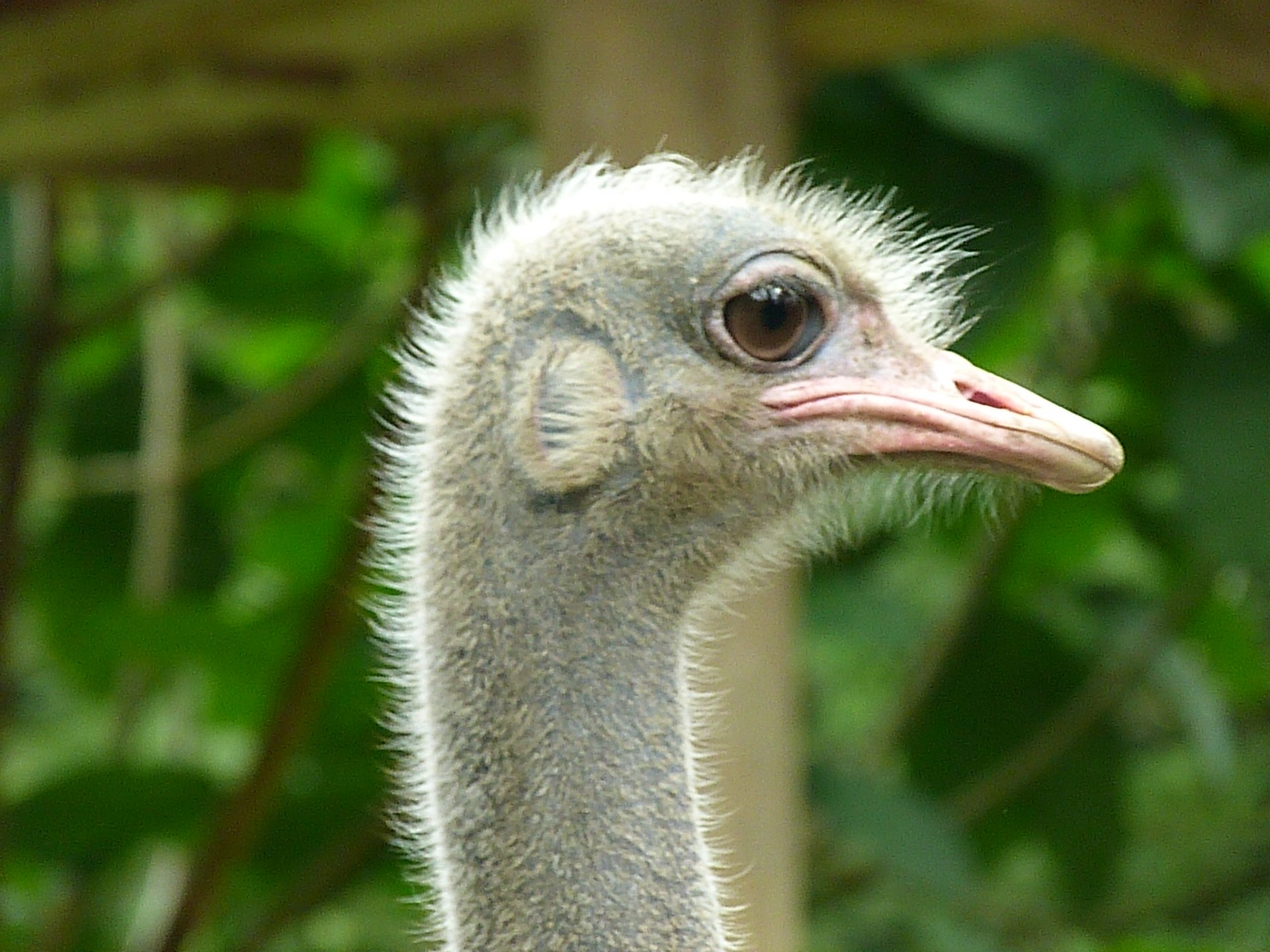 head ostrich animal free photo
