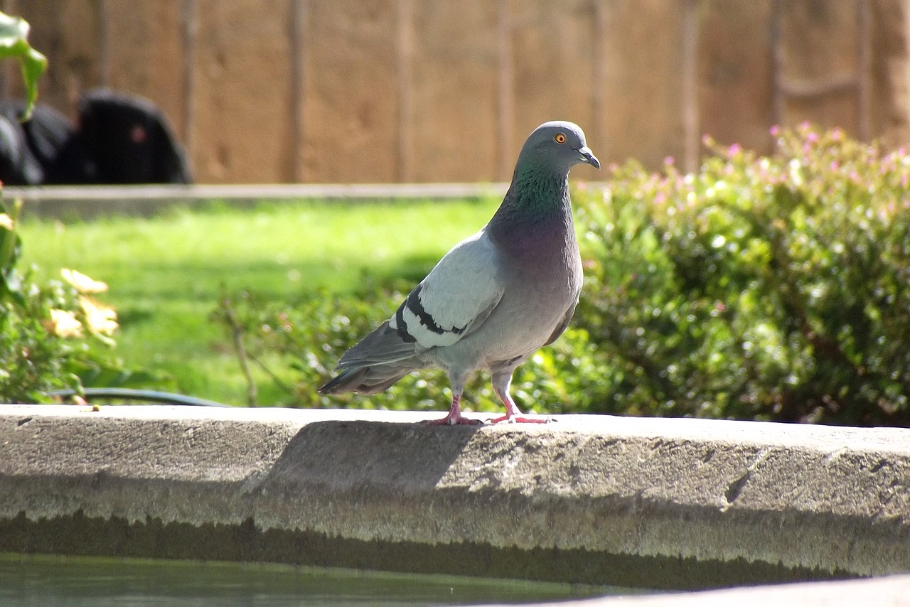 pigeons avez birds free photo