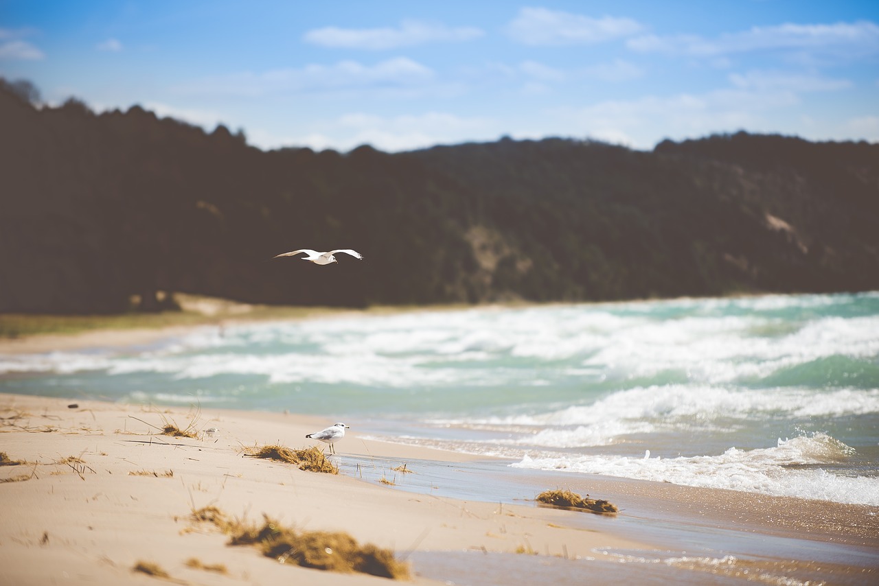 avian beach birds free photo