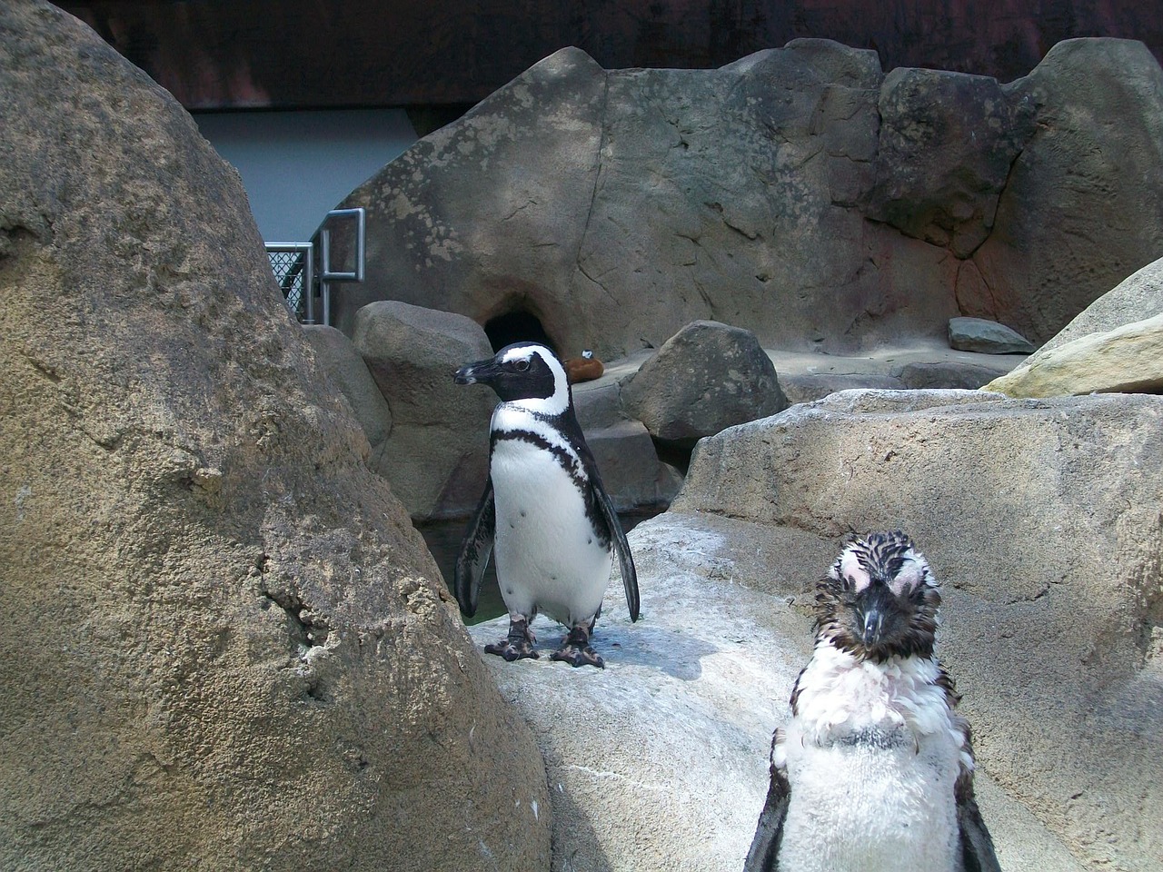avian birds penguins free photo