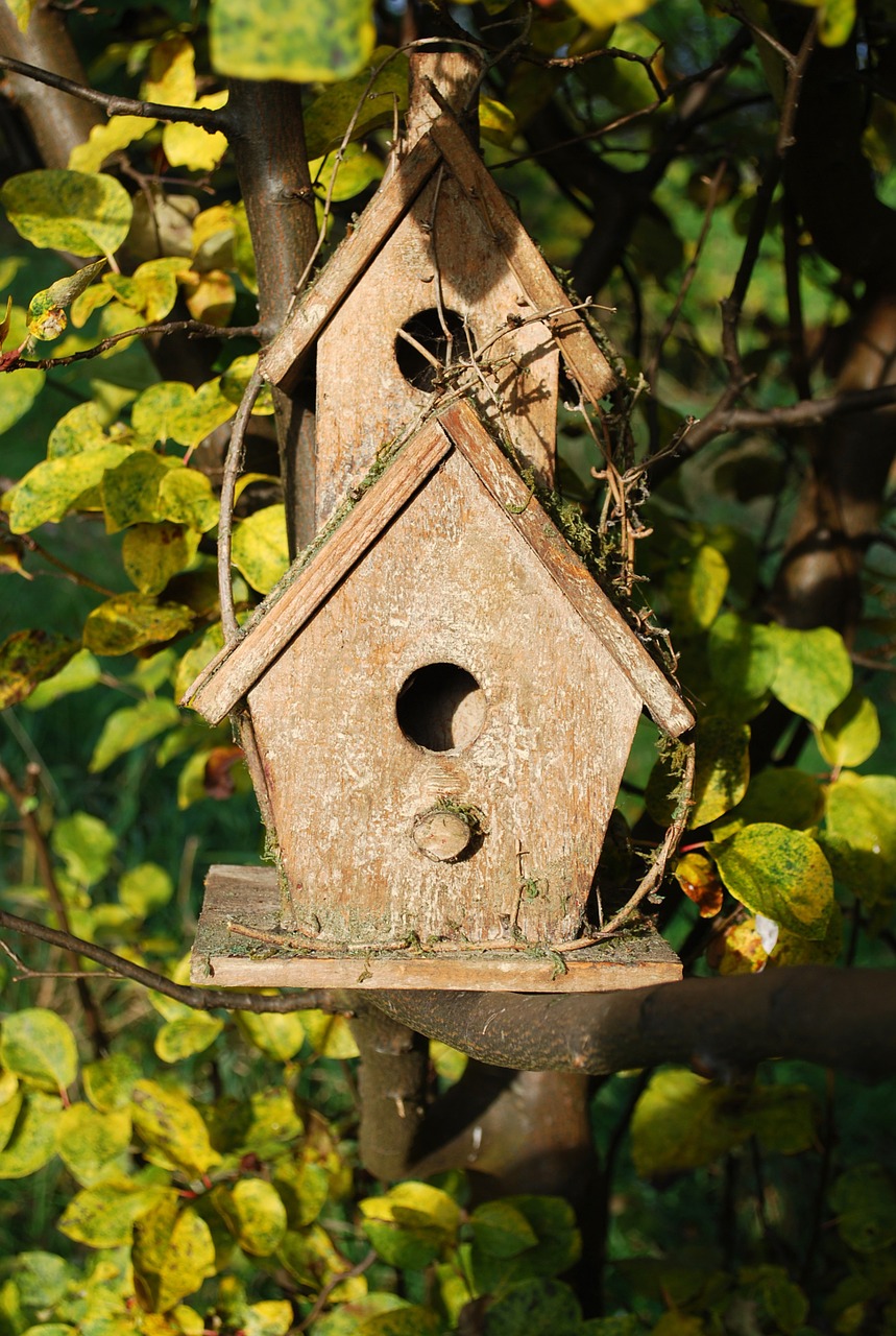 aviary bird home free photo