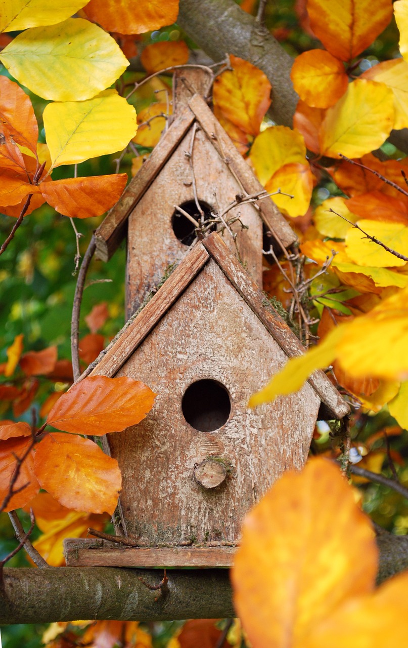 aviary home bird feeder free photo
