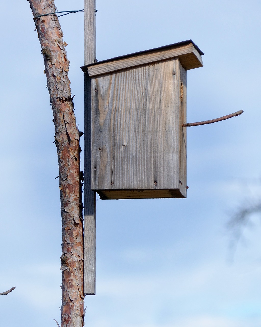 aviary nesting place bird feeder free photo