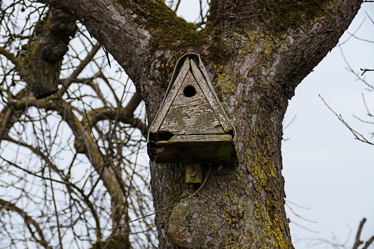 aviary nesting place bird feeder free photo