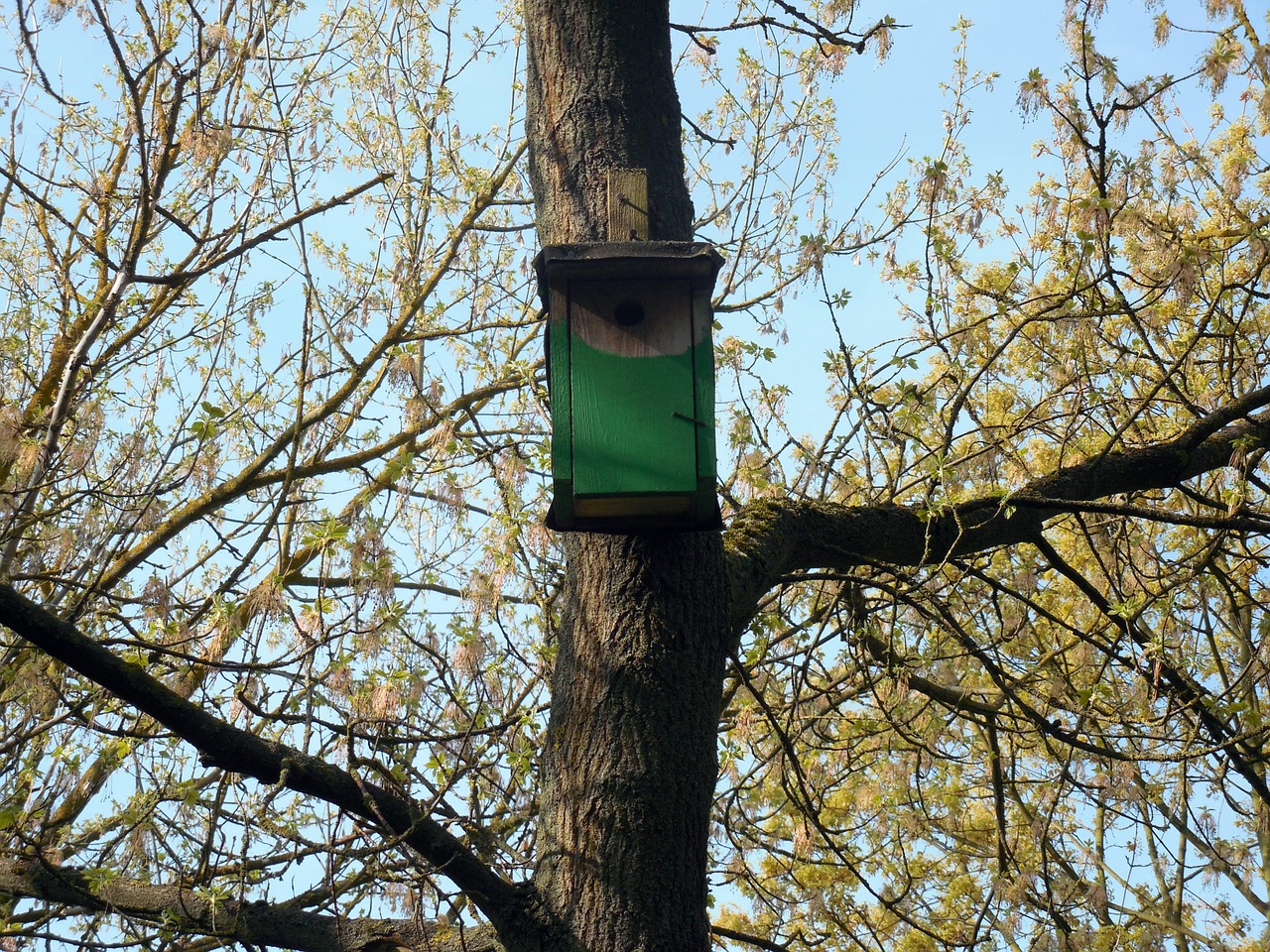 aviary nest nesting place free photo