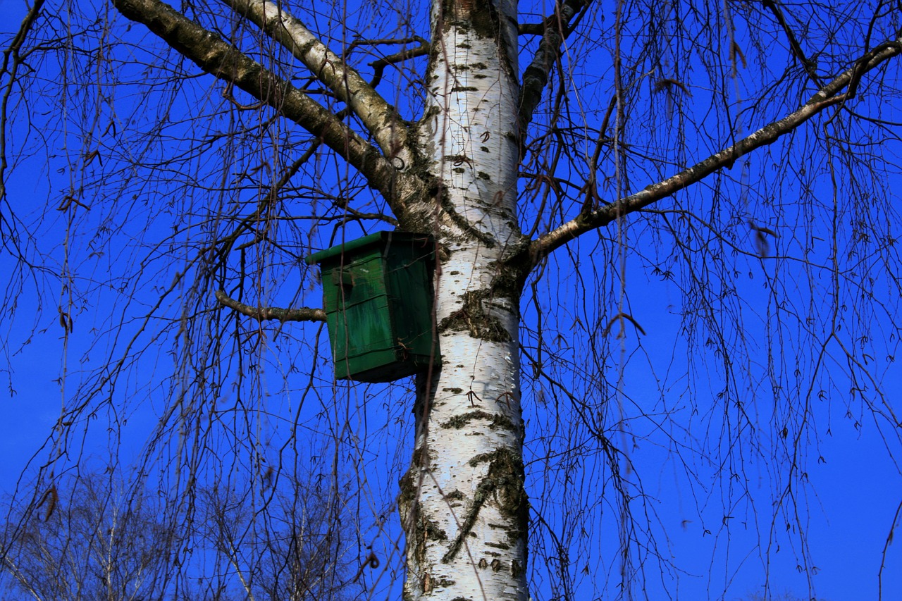 aviary tree birch free photo