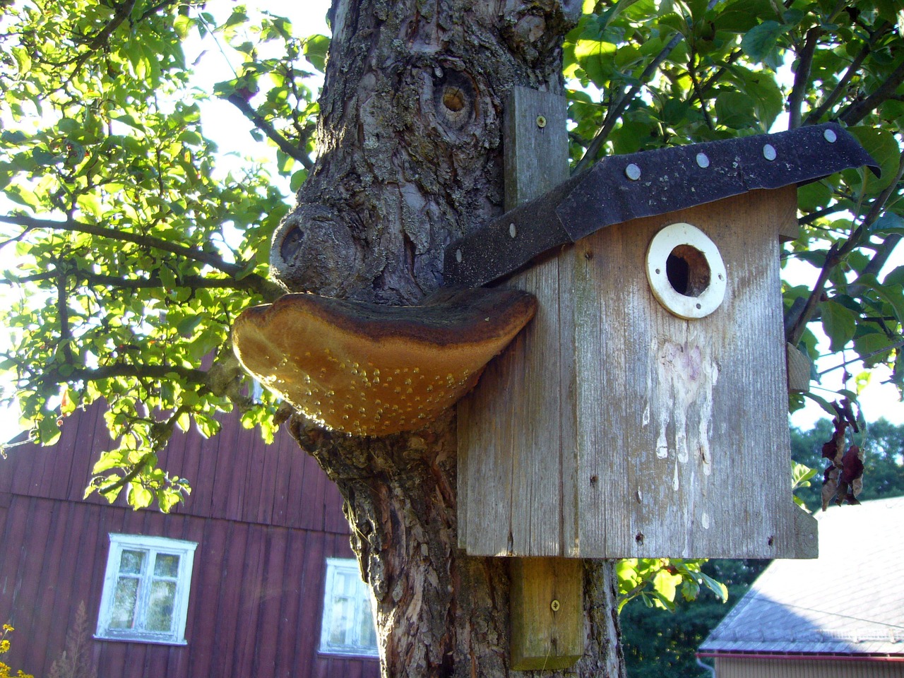 aviary bird mushroom free photo