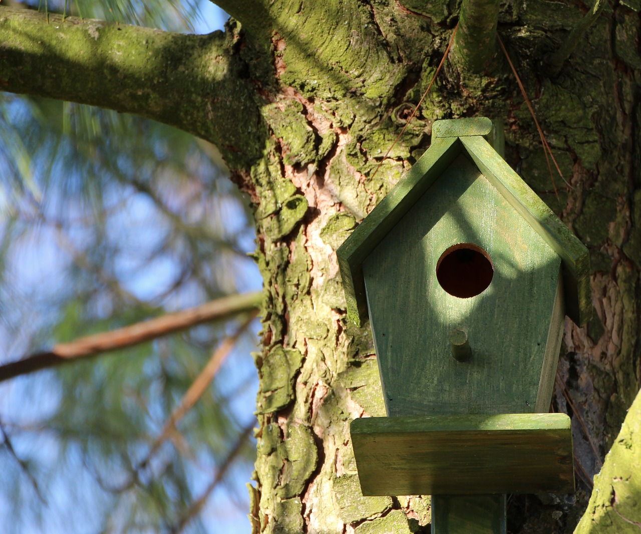 aviary tree nesting box free photo