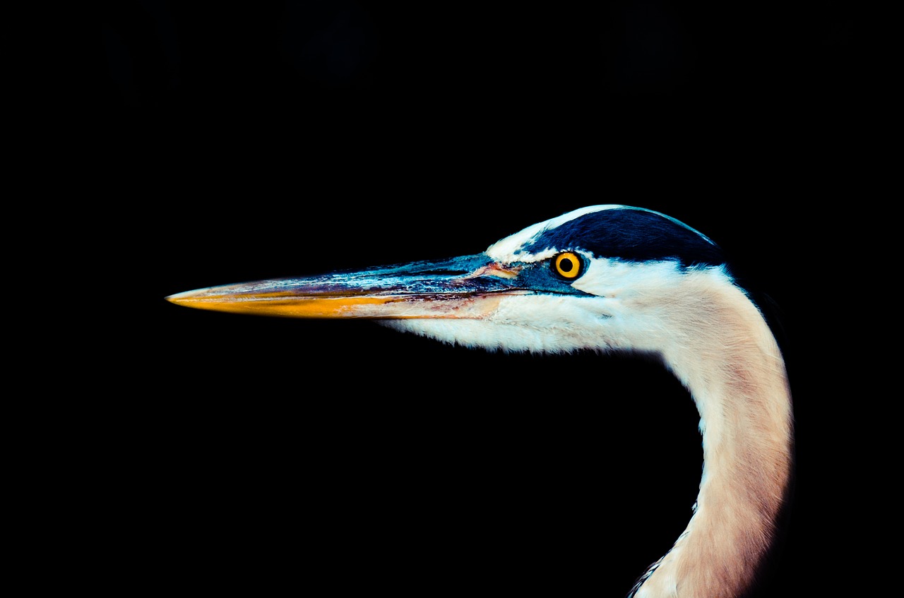 aviary bird bill free photo