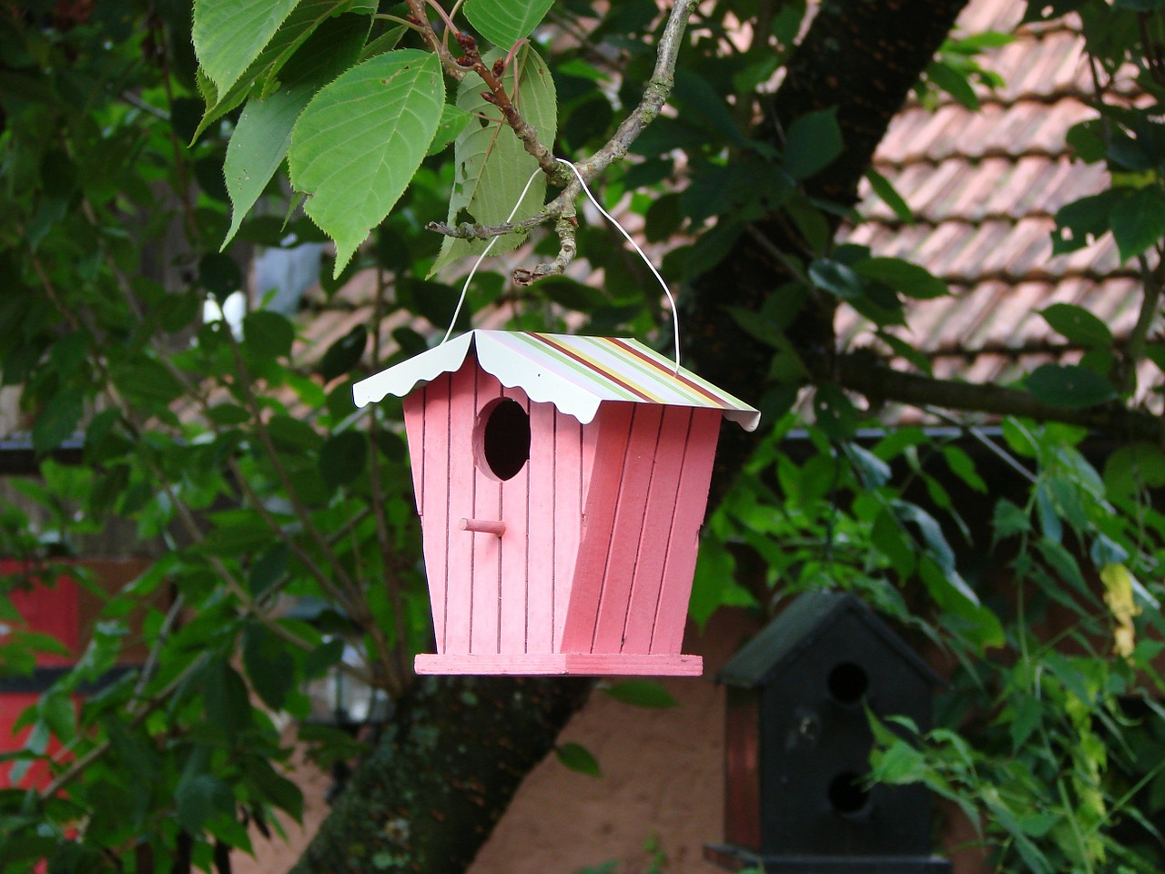 aviary bird feeder bird free photo