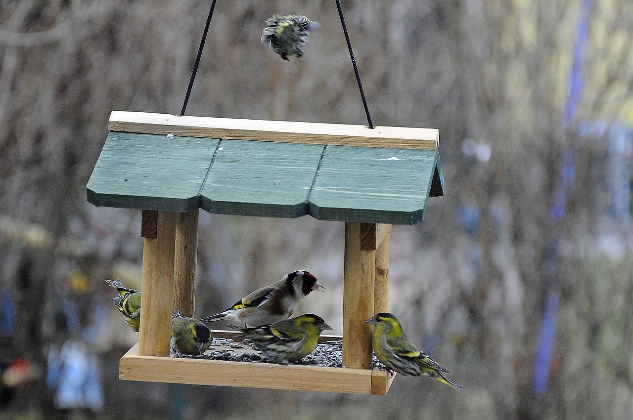 aviary birds bird feeder free photo