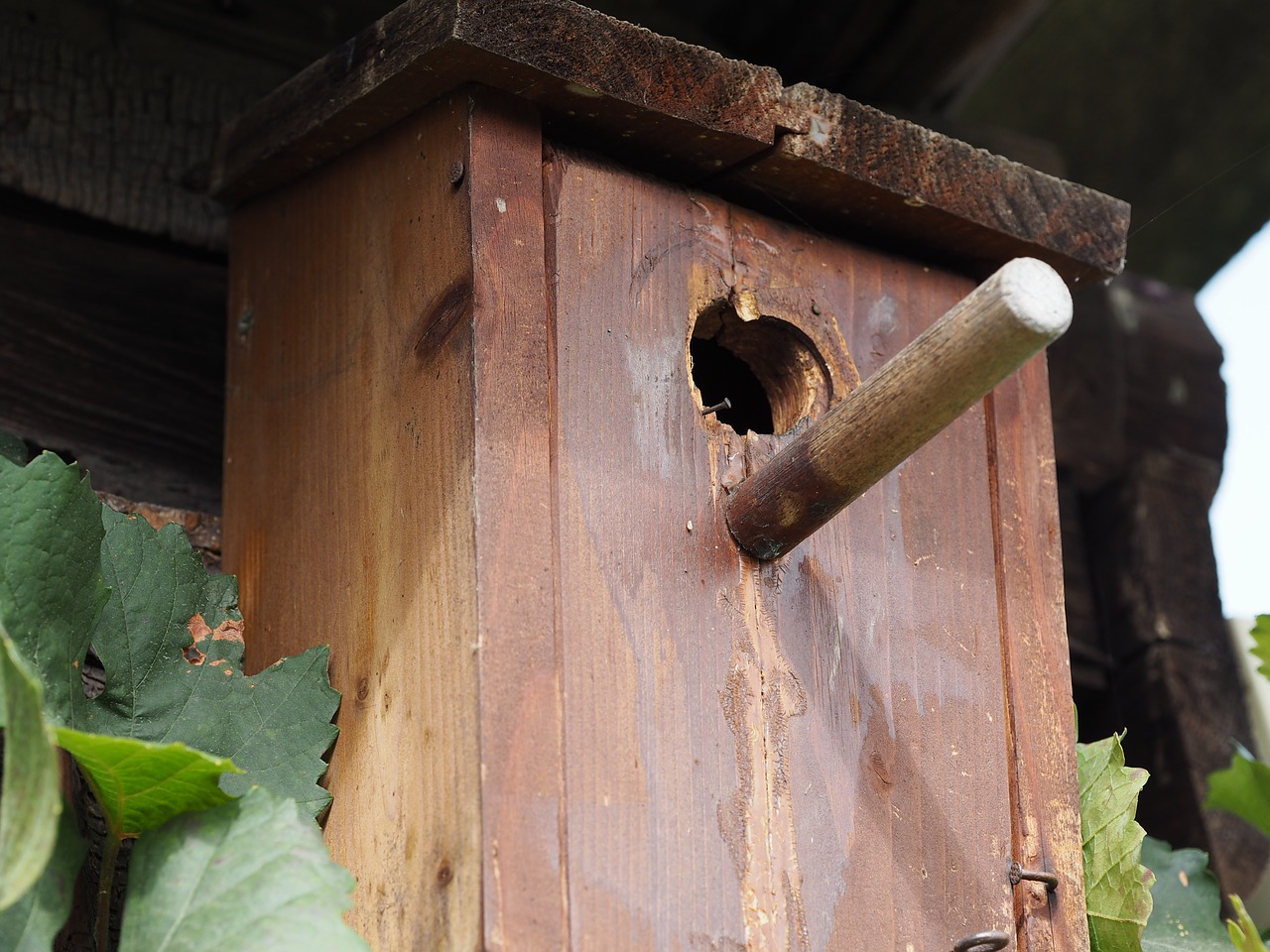 aviary nesting box bird feeder free photo