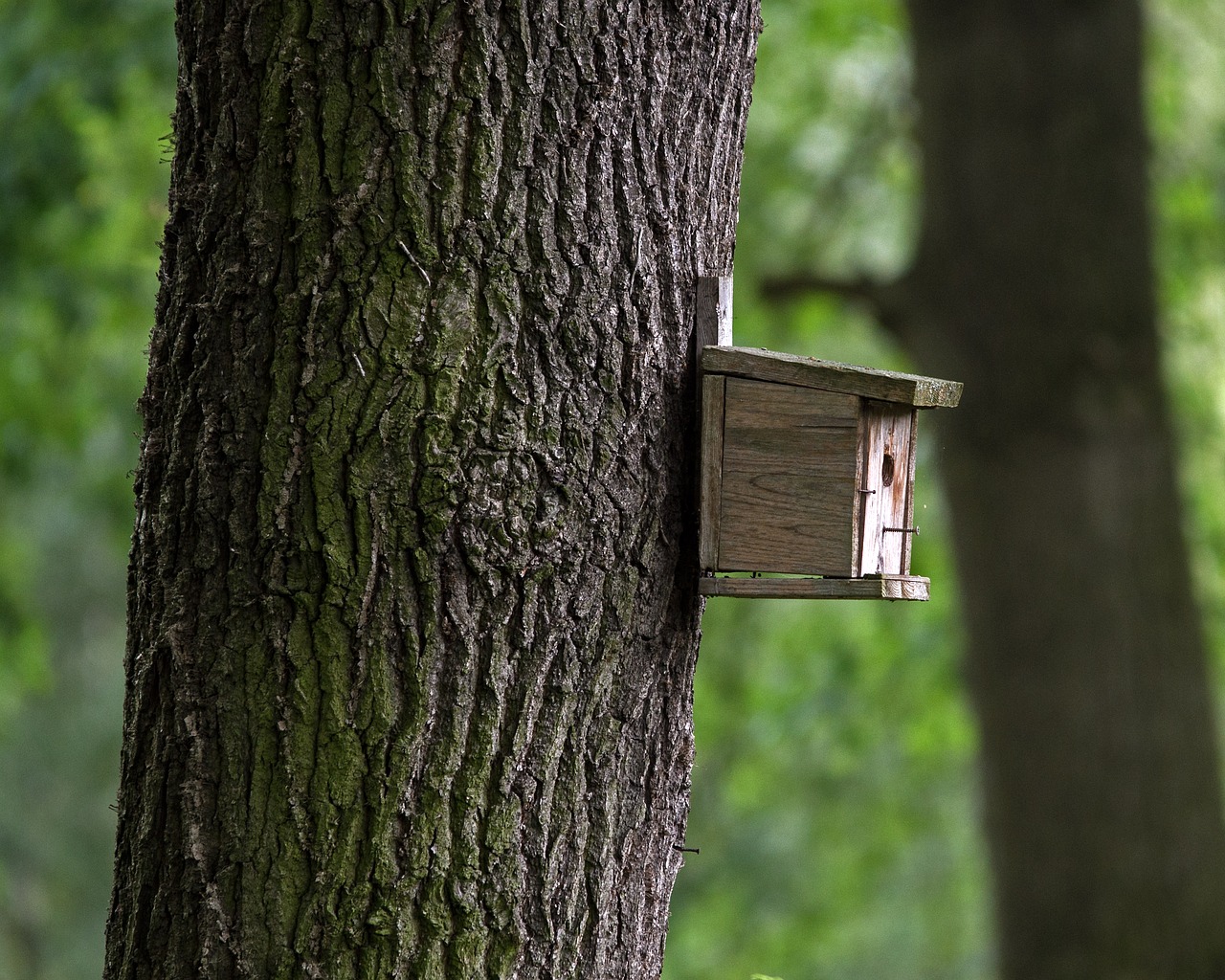 aviary wood tree free photo