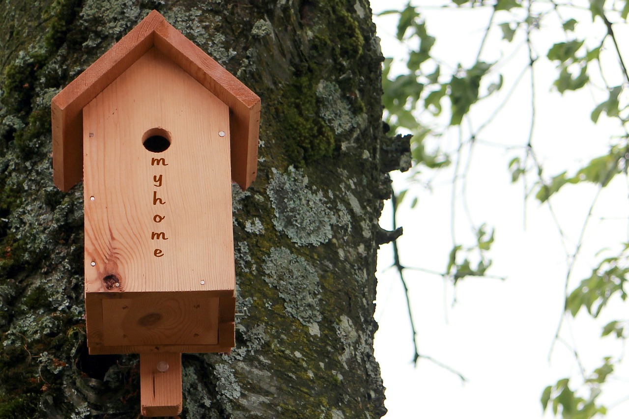 aviary bird feeder nesting box free photo