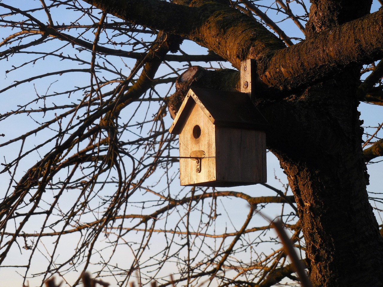 aviary  bird  house free photo