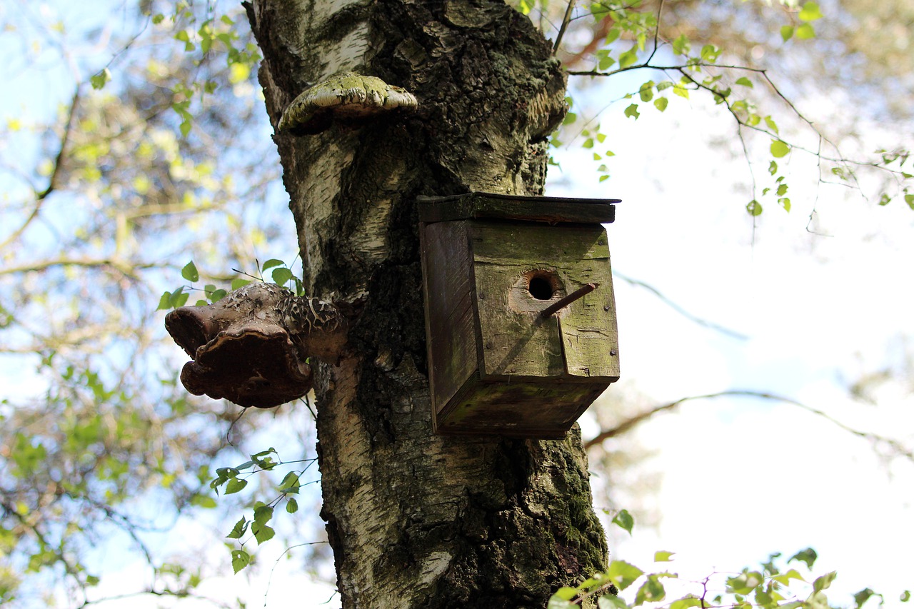 aviary  tree  nesting box free photo