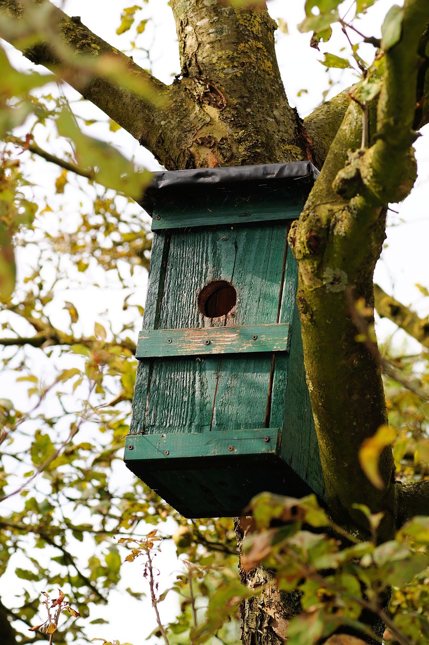 aviary nesting place tree free photo