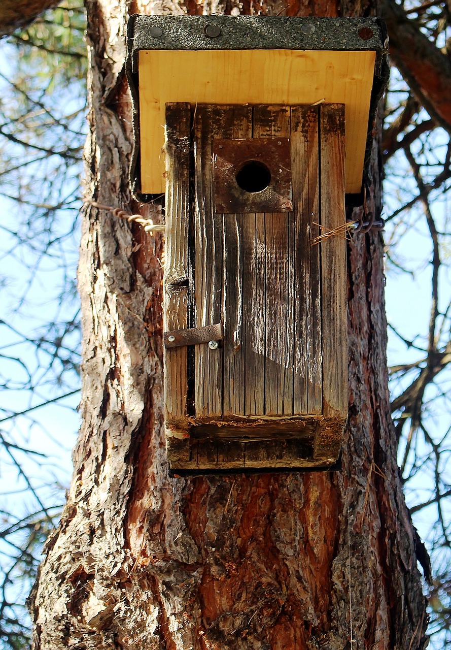 aviary nesting box einflugloch free photo