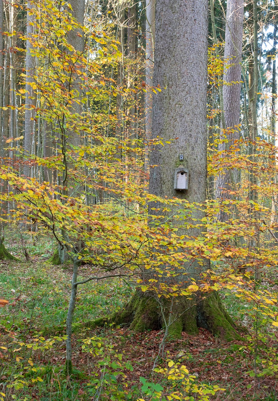 aviary tree log free photo