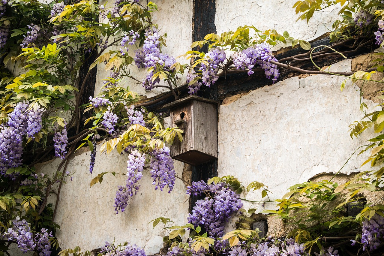 aviary truss wisteria free photo