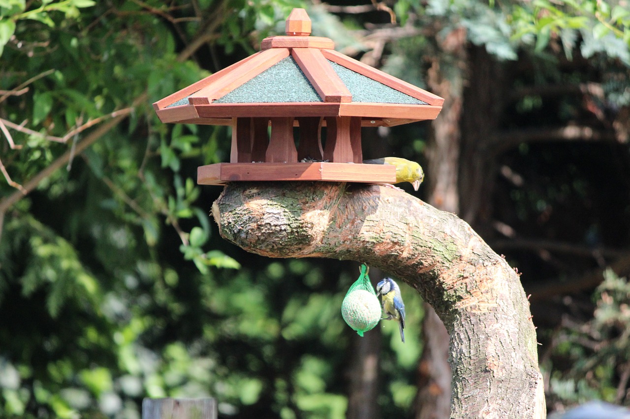 aviary nature tree stump free photo