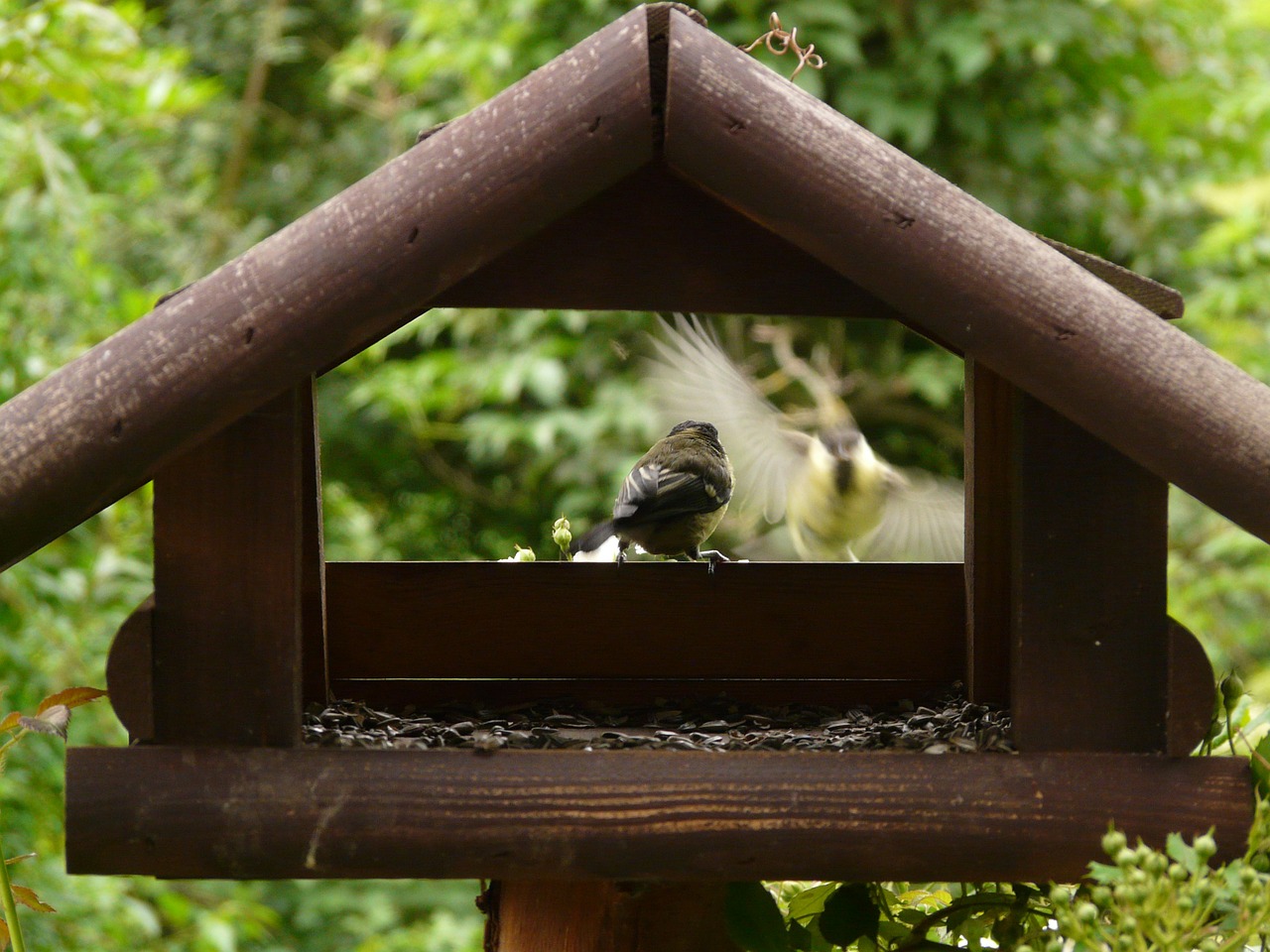 aviary birds tit free photo