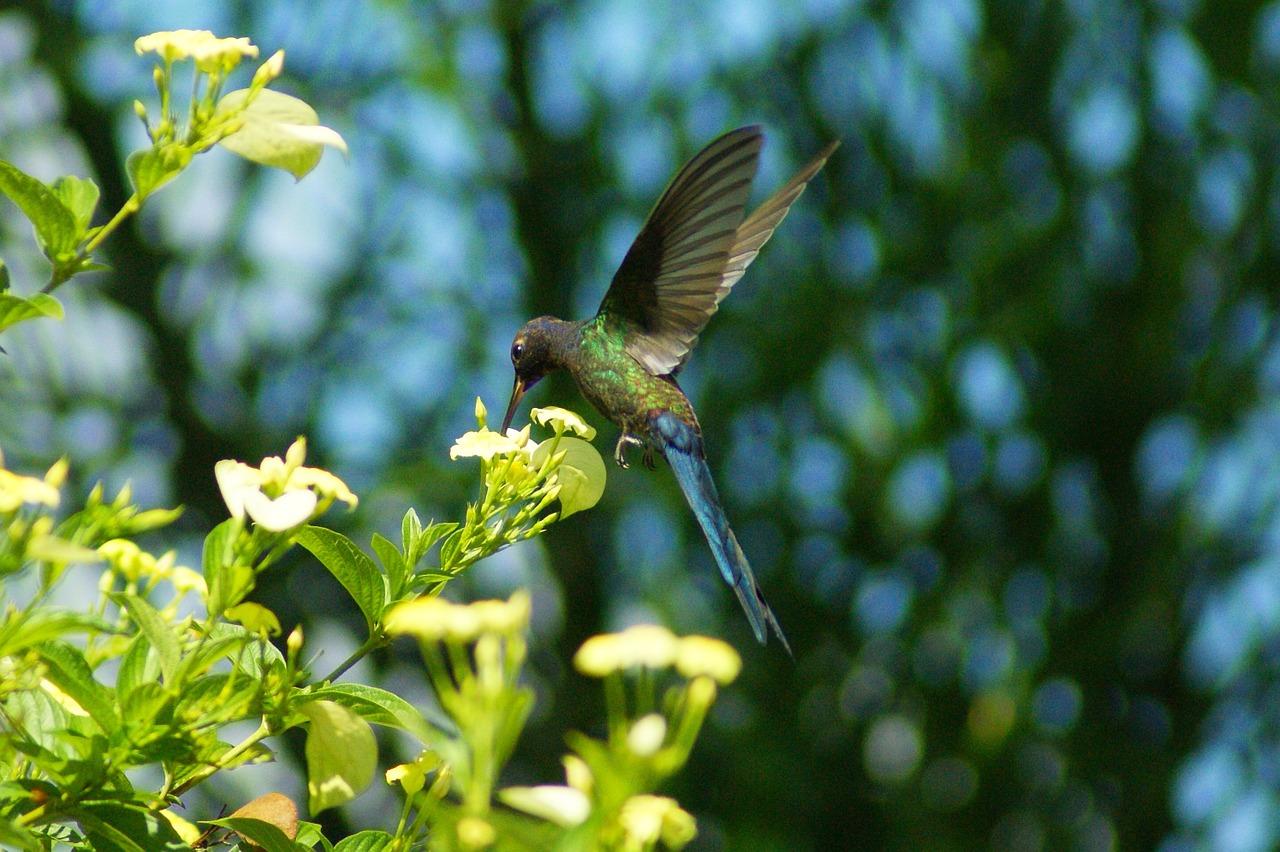 aviary bird nectar free photo
