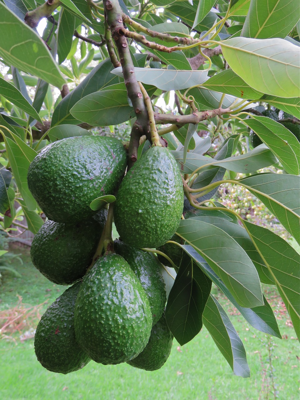 avocado avocado fruit fruit free photo