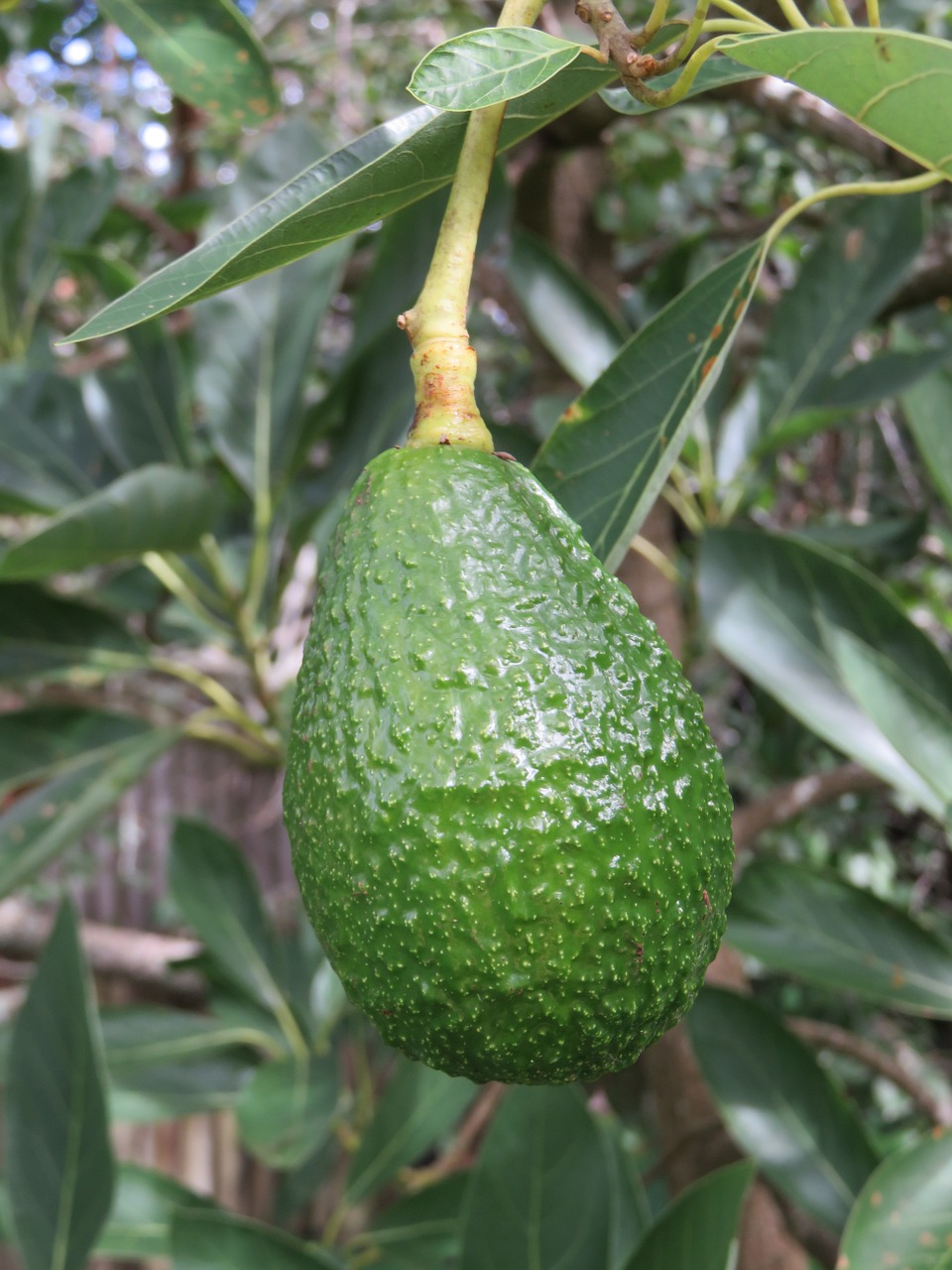 avocado fruit tree free photo
