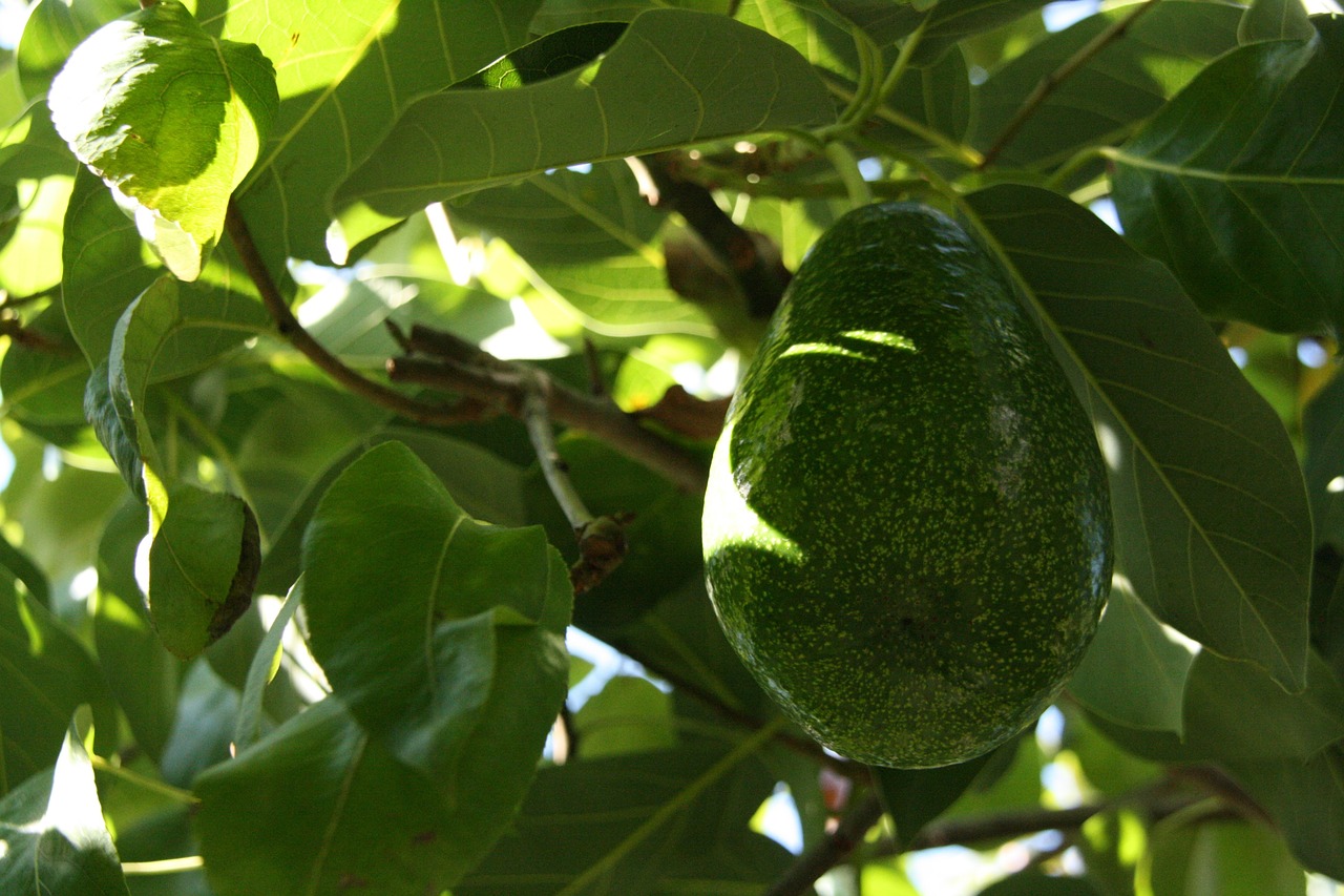 avocado avocado tree avocado plant free photo