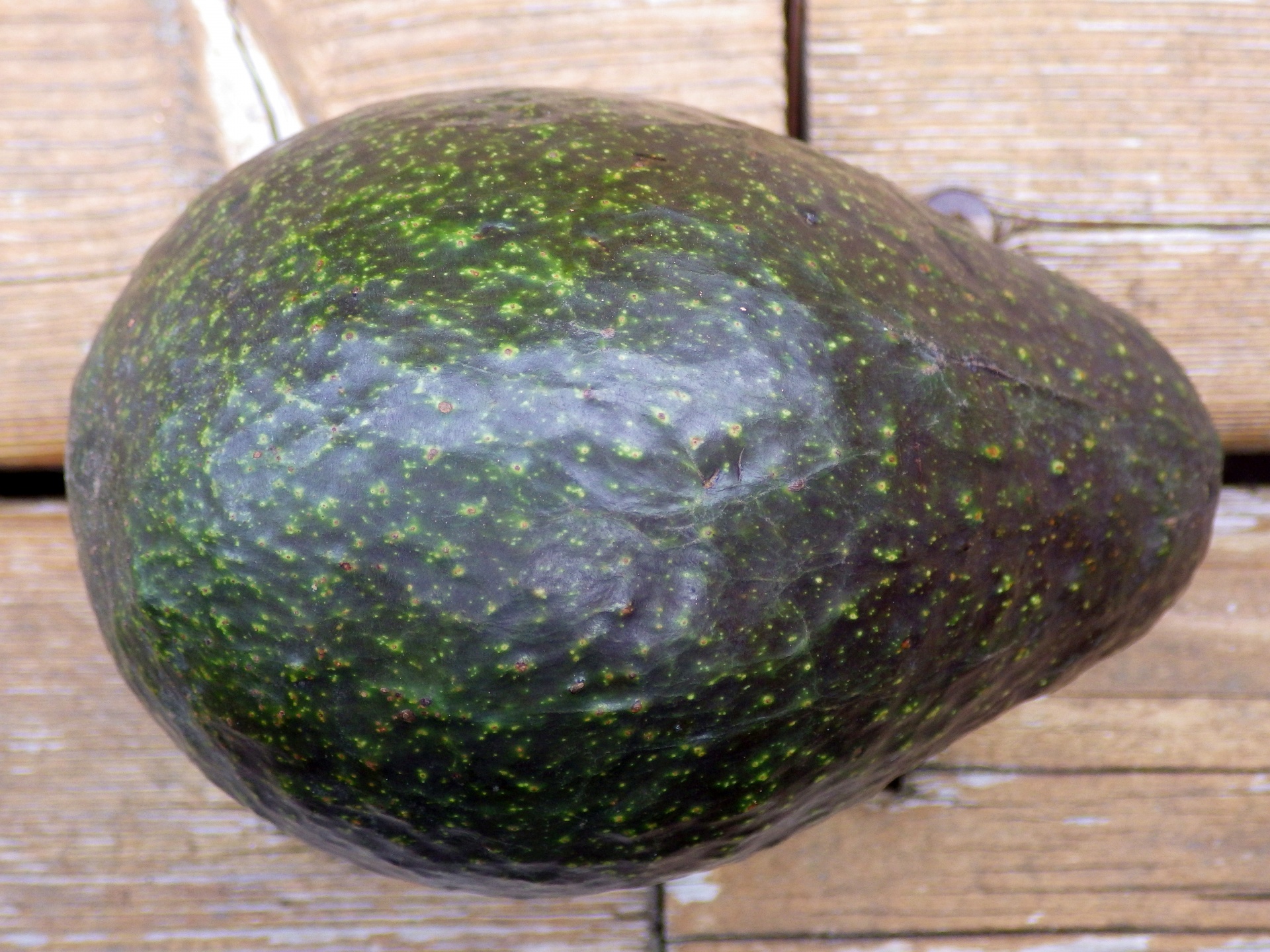 avocado close up green free photo