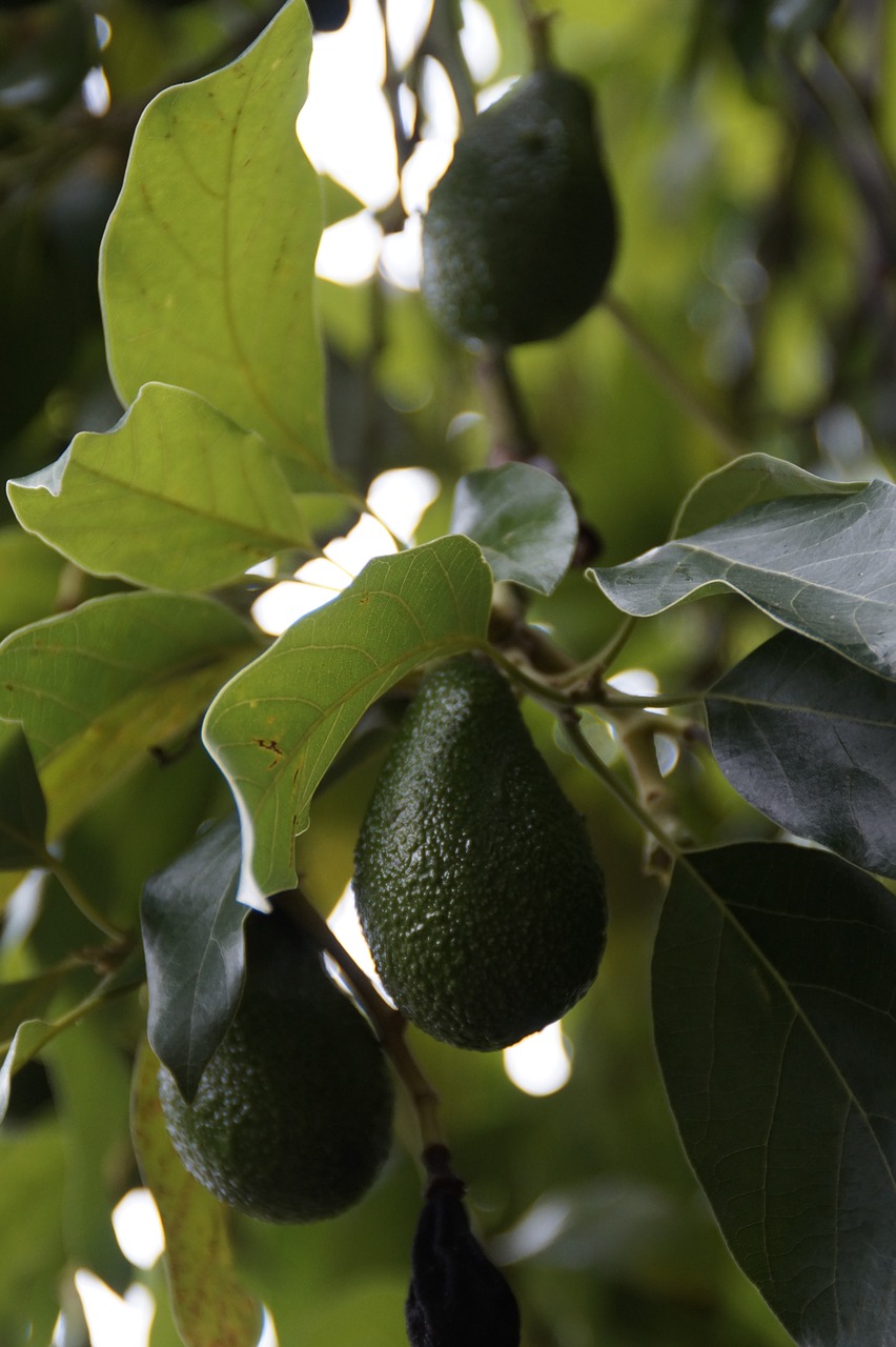 avocado avocado tree plant free photo