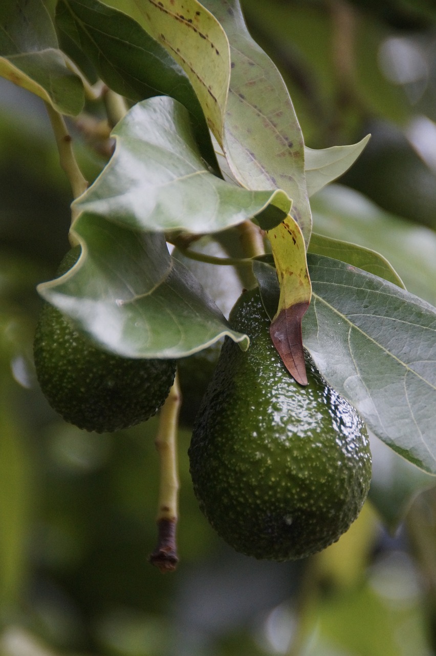 avocado avocado tree plant free photo