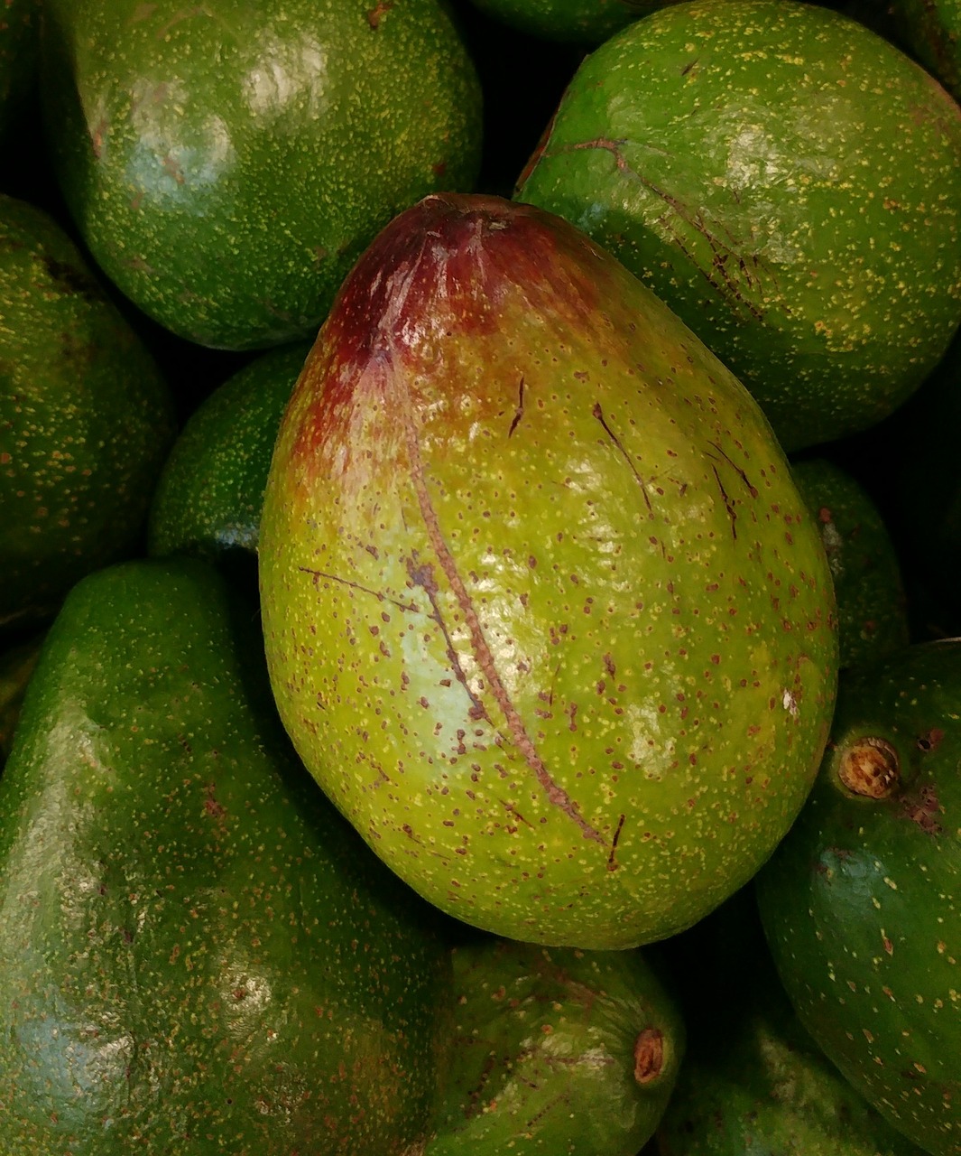 avocado fruit food free photo