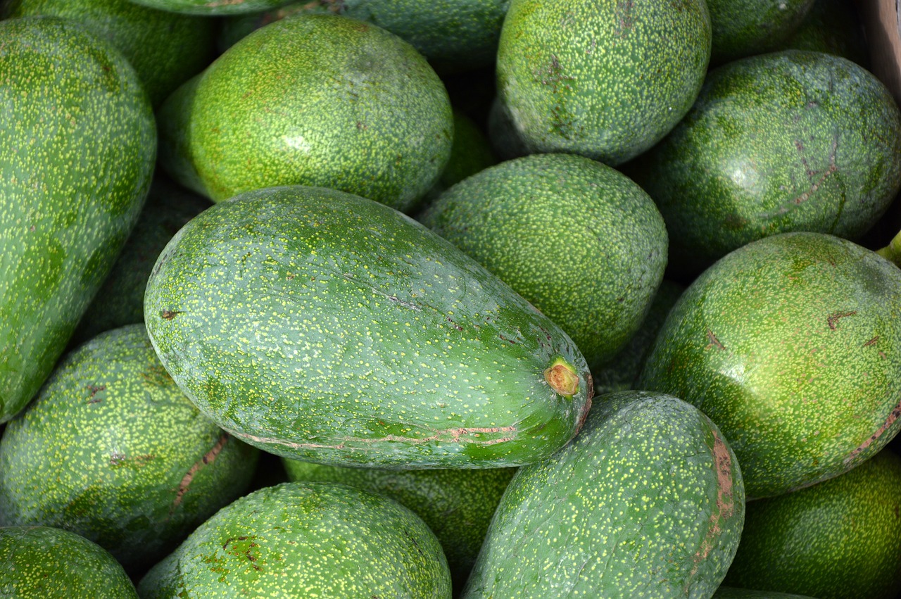 avocado  eat  fruit free photo