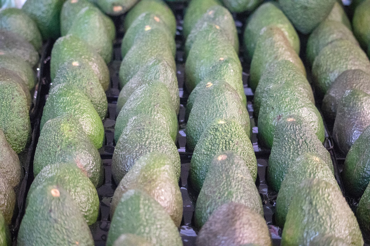 avocado  vegetable  row free photo