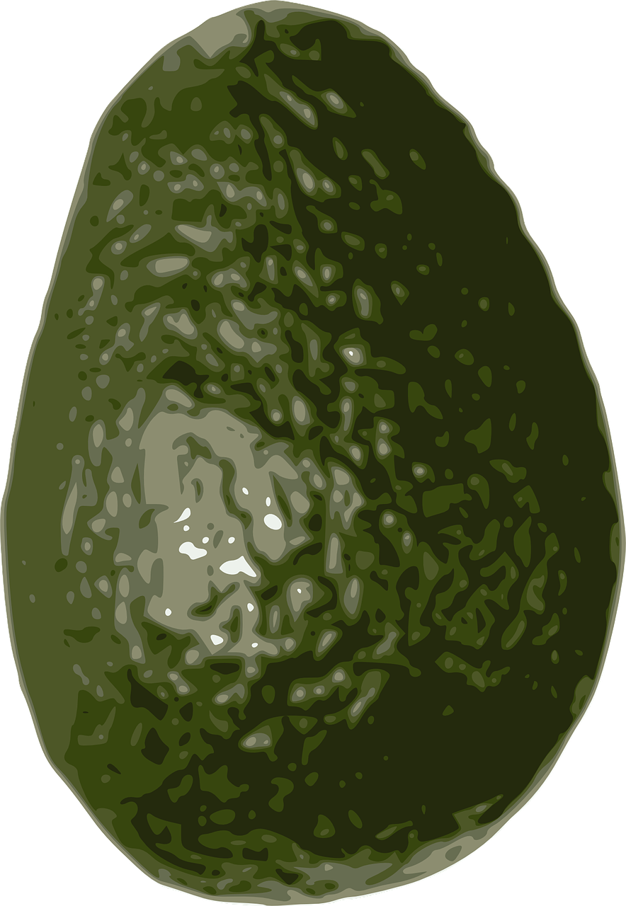 avocado fruit tropical free photo