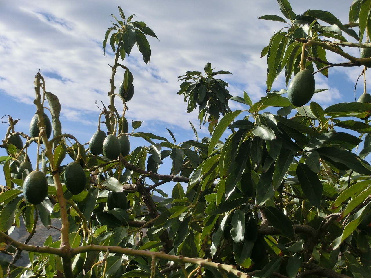avocado tree plant free photo