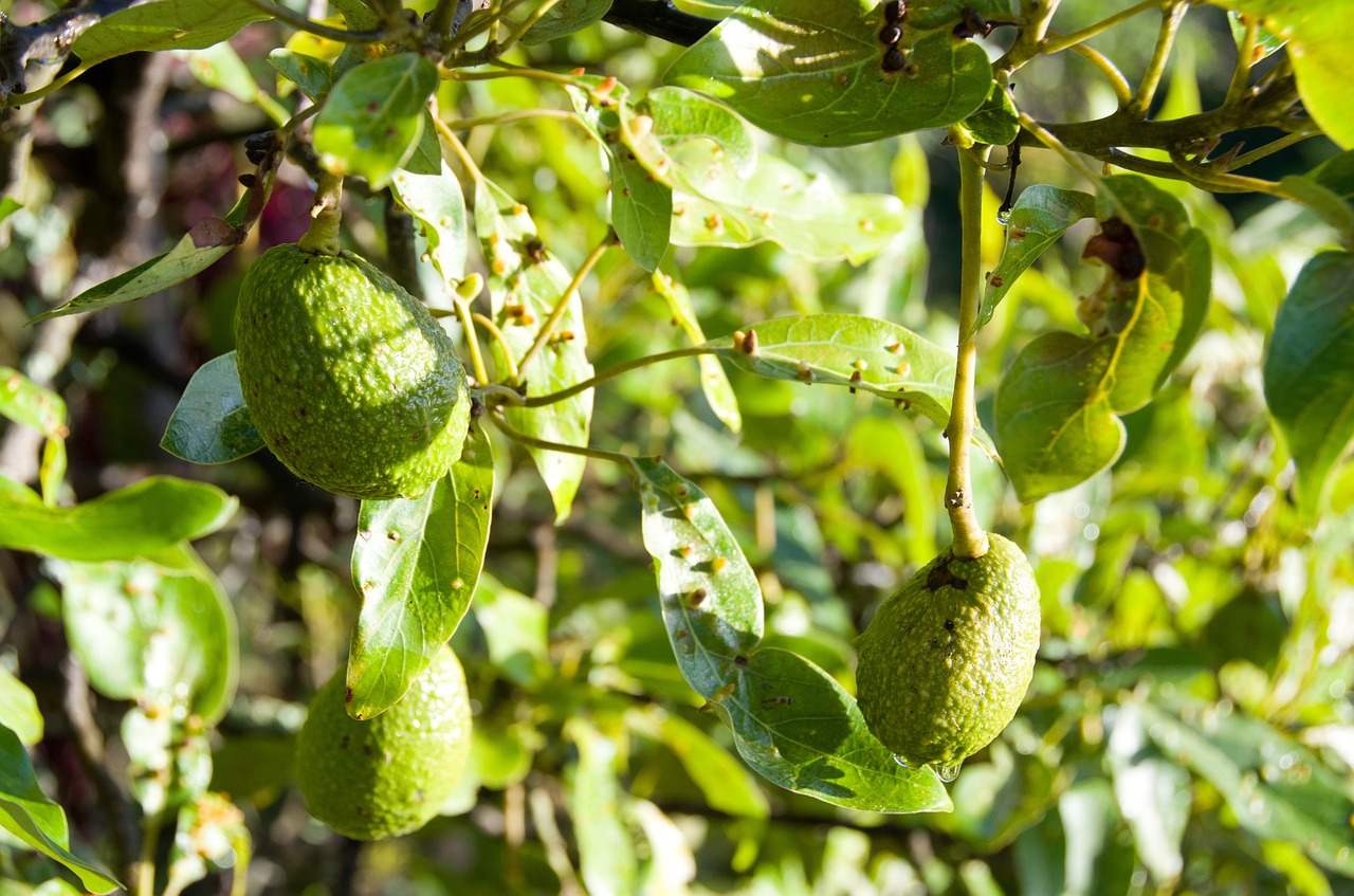 avocado fruit tree free photo