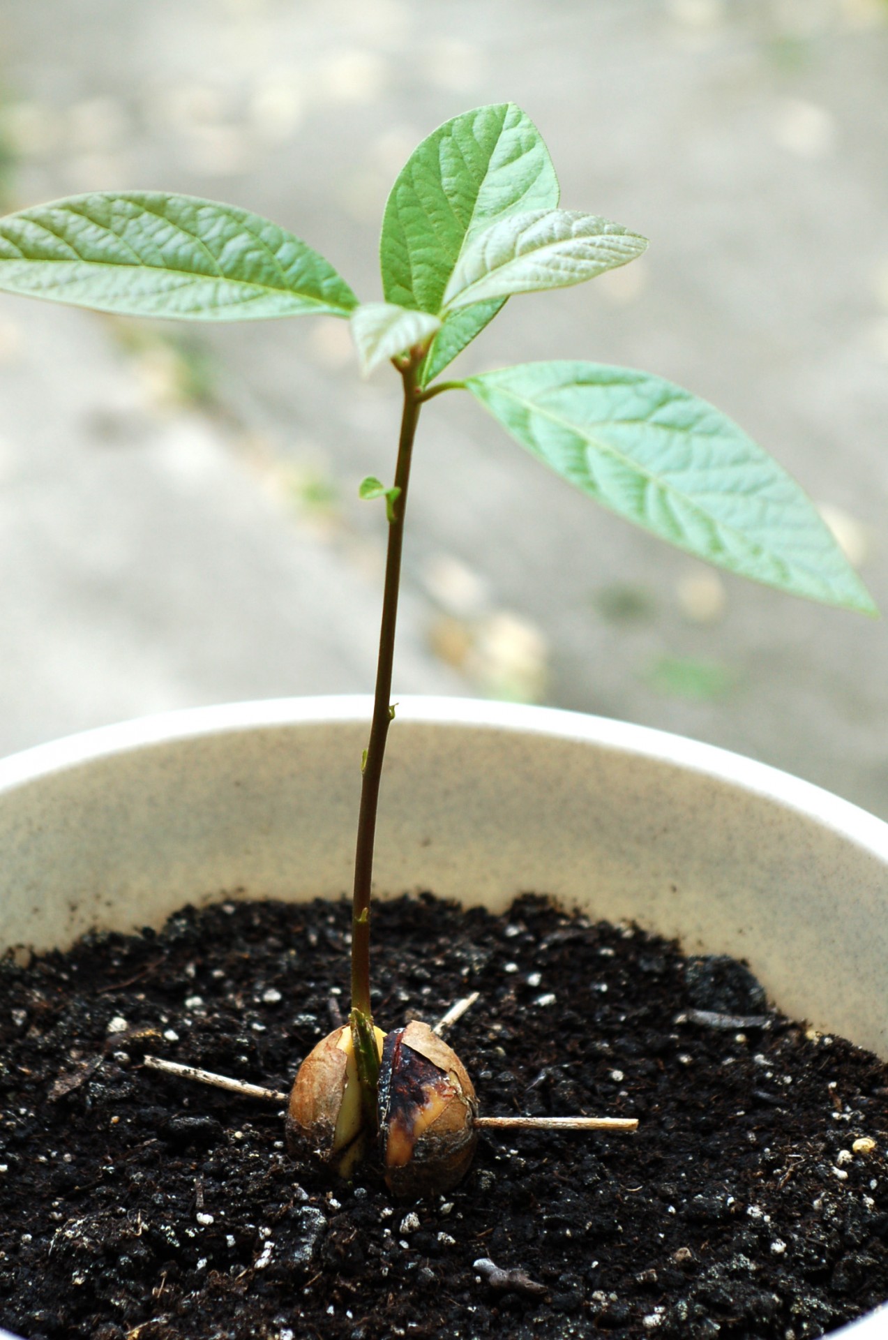 avocado plant grow free photo