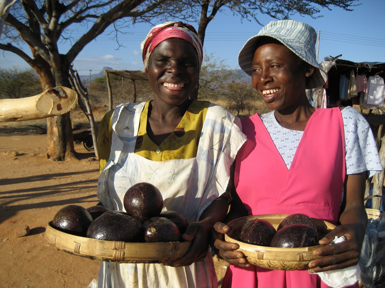 avocados small business business free photo