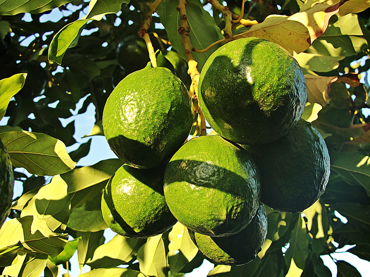 avocados fruit aguacatero free photo