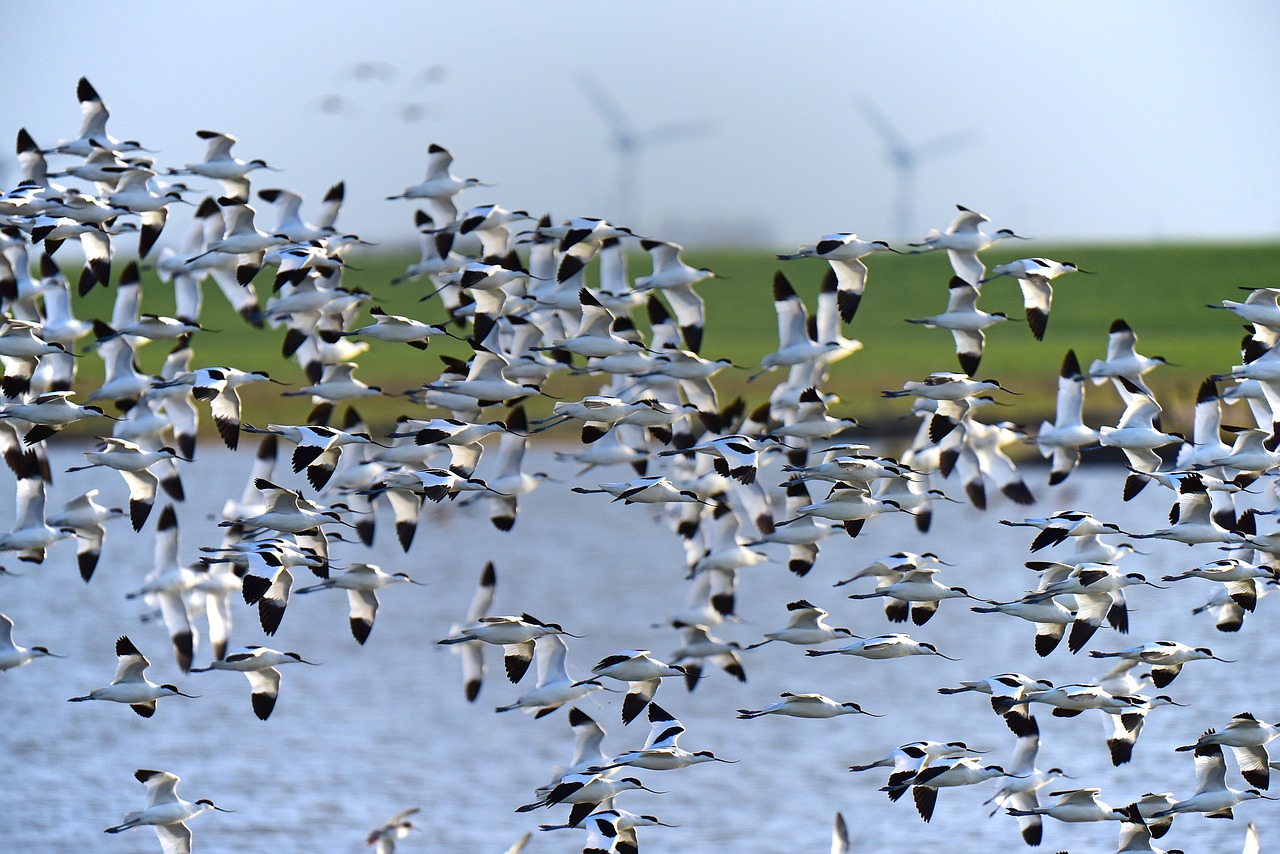 avocet north sea bird migration free photo