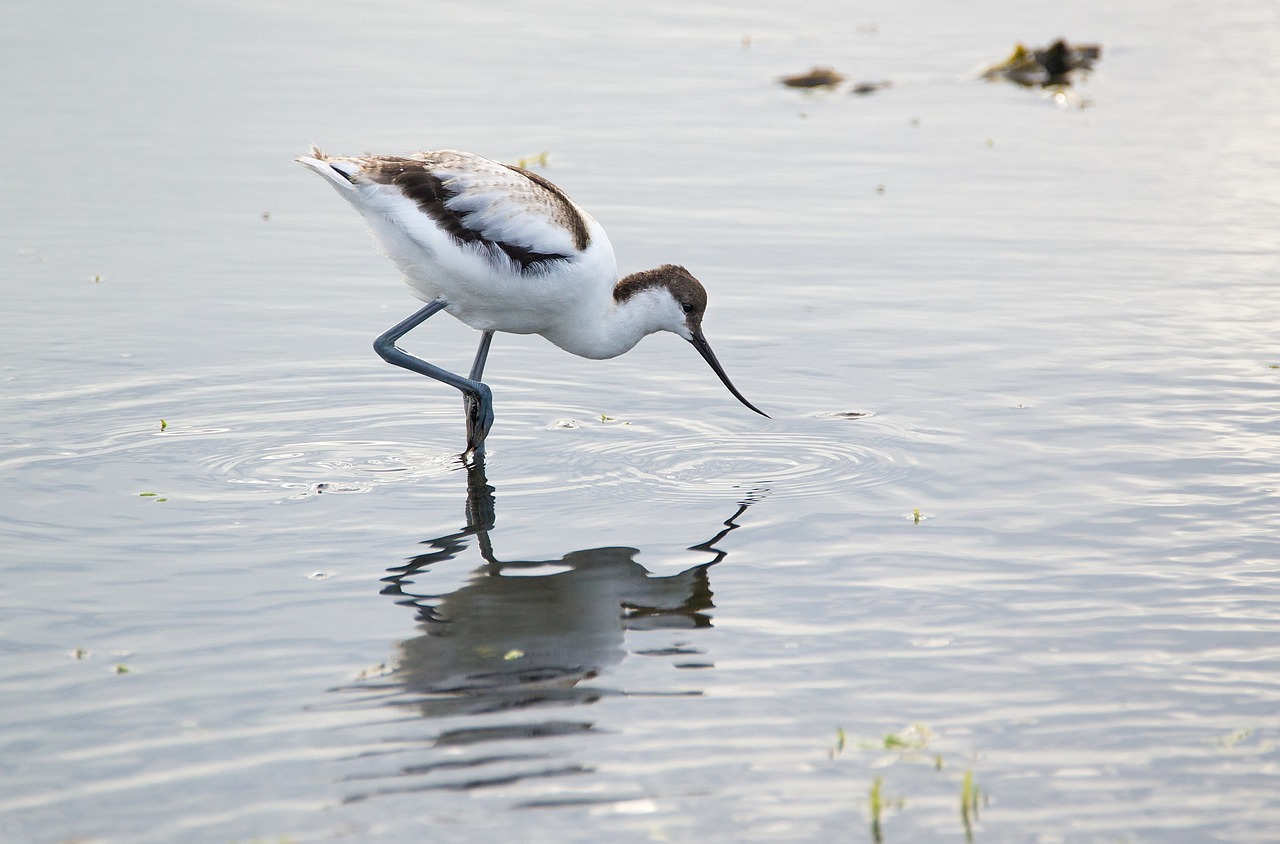 avocet young bird pond free photo