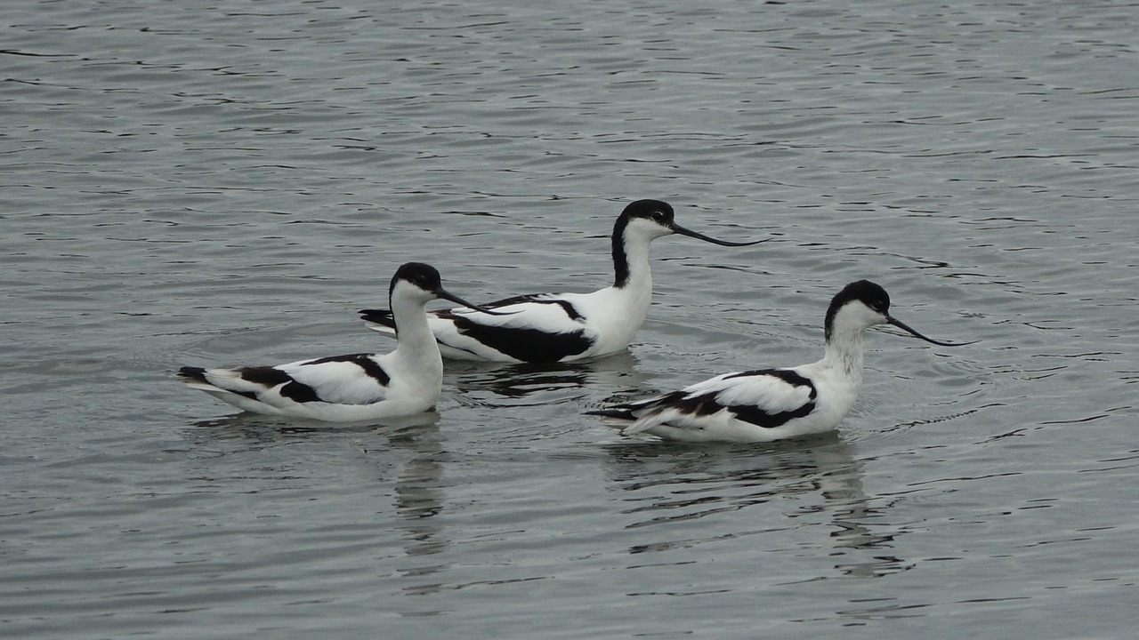 avocet from the andes grey time noirmoutier free photo
