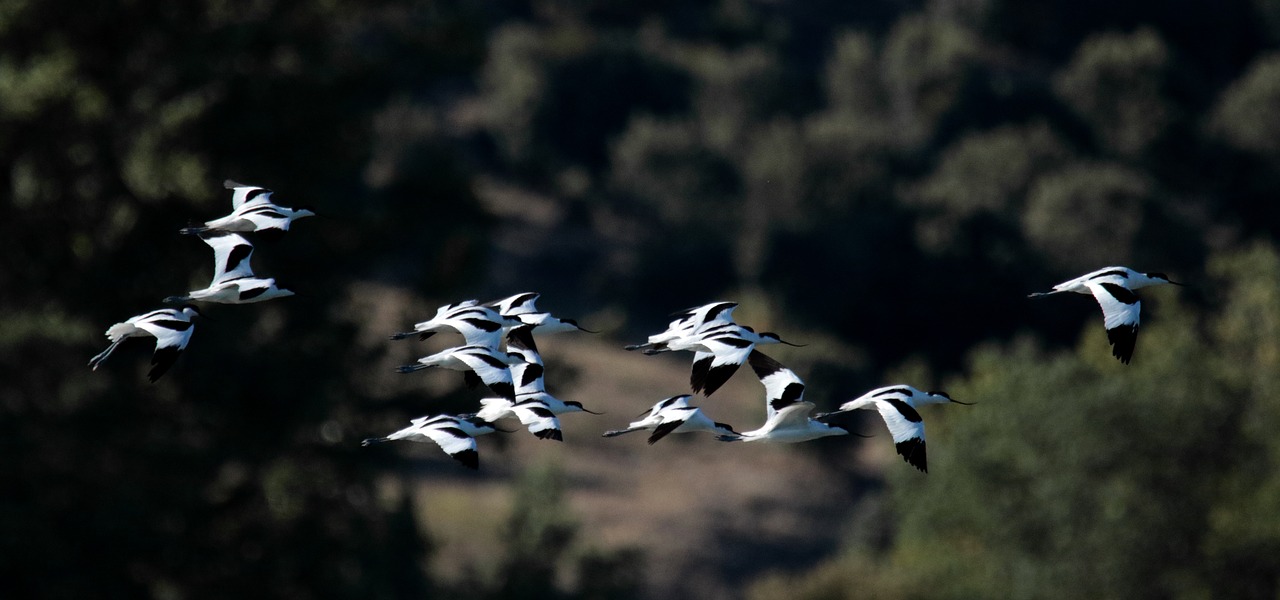 avocets flock birds free photo