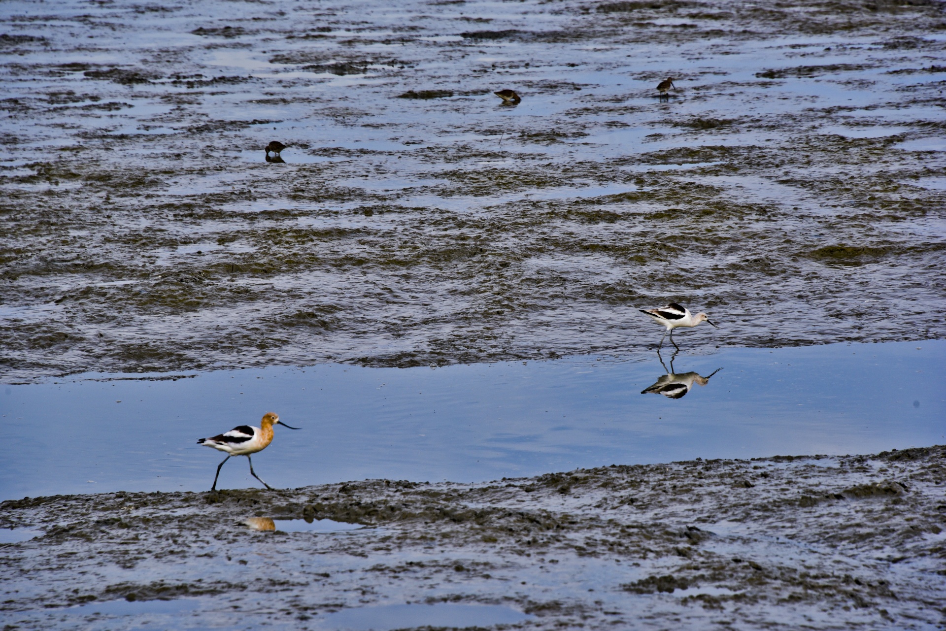 avocets birds wetlands free photo