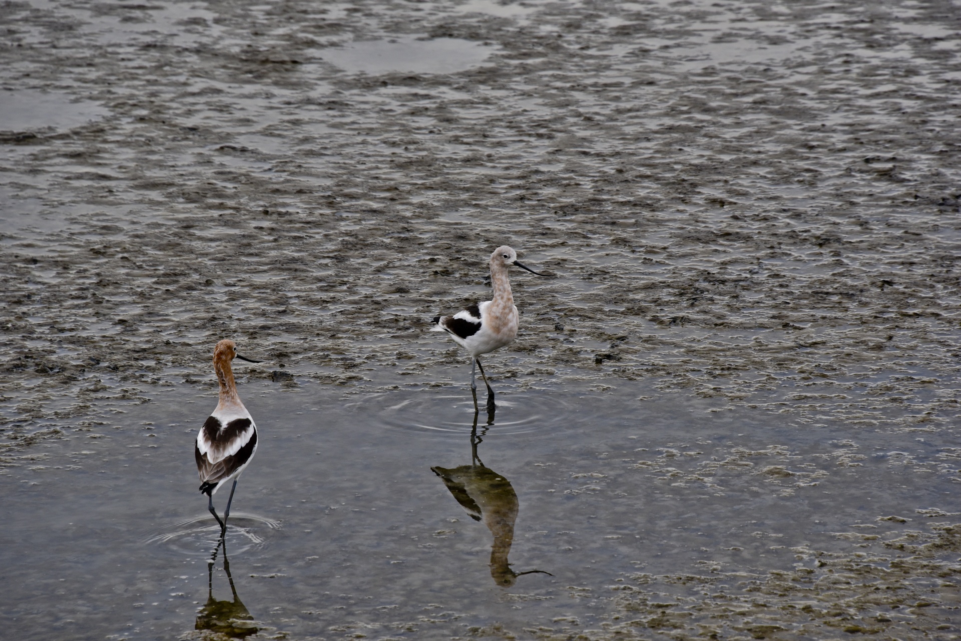 avocets pair facing front free photo